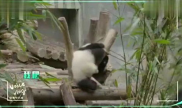 美女动态视频,美女动态视频惊艳呈现